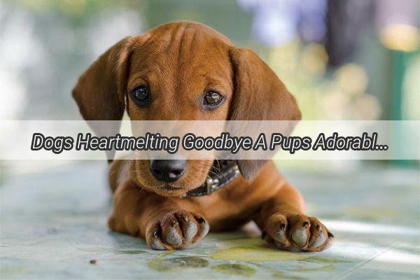 Dogs Heartmelting Goodbye A Pups Adorable Charm as Their Owner Steps Out